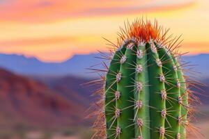Cactus stands against a colorful sunset sky photo