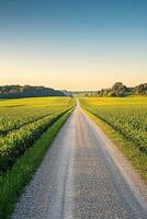 Tranquil gravel road through lush fields photo