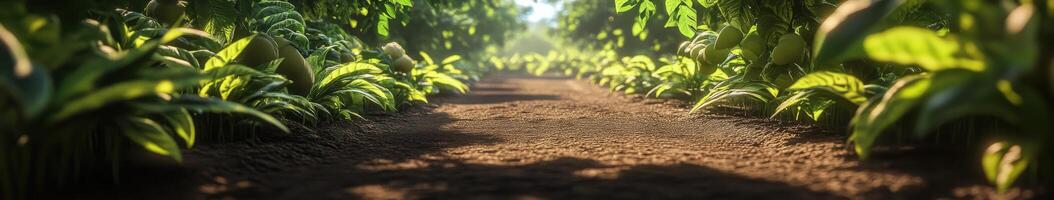 Lush pathway through a green garden grove photo