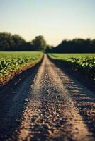 Dirt road through a green farming landscape photo
