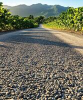Road through vineyards under sunlight photo