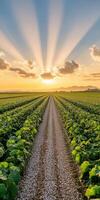 Sunrise over lush green farmland photo