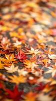 Autumn leaves on the water photo