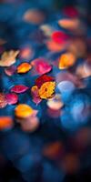 Autumn leaves floating in water photo