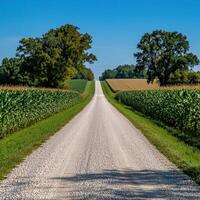 A gravel road in the middle of a corn field photo