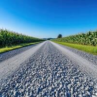 A gravel road in front of corn fields photo