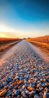 A gravel road in the middle of a corn field photo