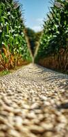 A gravel road in front of corn fields photo