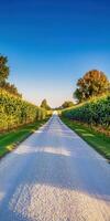 A gravel road with trees and grass on both sides photo