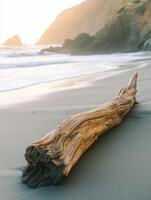 A driftwood log on the beach photo