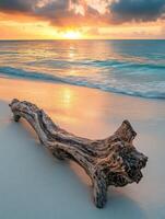 A driftwood log on the beach at sunset photo