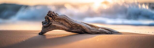 A driftwood log on the beach at sunset photo