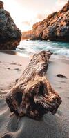 A driftwood log on the beach at sunset photo