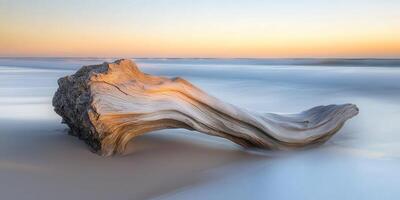 A driftwood log on the beach at sunset photo