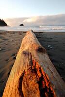 A log on the beach photo