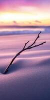 A branch on the beach at sunset photo