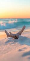 A driftwood log on the beach at sunset photo