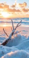 A tree branch on the beach photo