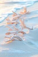 Sea kelp on the beach at sunset photo