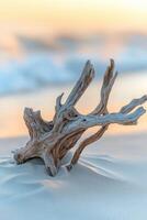 A driftwood log on the beach at sunset photo