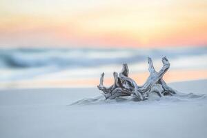 Driftwood on the beach at sunset photo