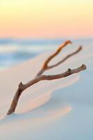 A stick lying on the sand at sunset photo