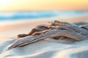 Driftwood on the beach at sunset photo