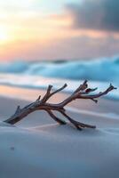 A driftwood branch on the beach at sunset photo