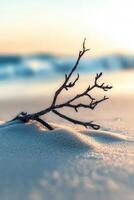 A branch on the beach at sunset photo