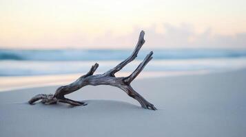 A driftwood branch on the beach at sunset photo