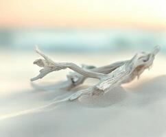 Driftwood on the beach at sunset photo