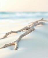 Driftwood on the beach photo