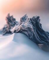 A driftwood log lying on the sand photo