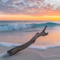 A driftwood log on the beach at sunset photo