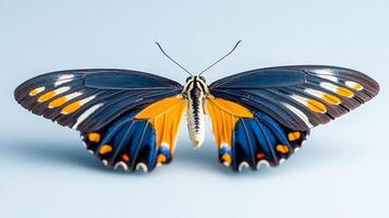 Vibrant butterfly displaying intricate patterns and colors against a soft blue background photo