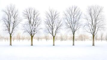 Serene winter landscape featuring five bare trees in a snowy field under a pale sky photo