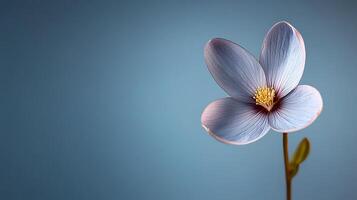 Delicate blue flower with soft petals against a minimalist blue background, showcasing elegance photo