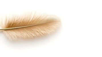 Soft, elegant feather resting on a white background, showcasing its delicate texture and form photo