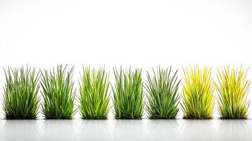 Vibrant display of grass in various shades, showcasing a gradient from green to yellow, with a clean background photo