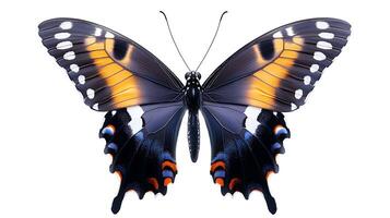 Vibrant butterfly with striking orange and blue patterns, isolated on a white background photo