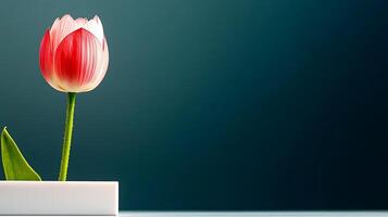 A vibrant red and white tulip elegantly displayed in a minimalist vase against a dark background photo