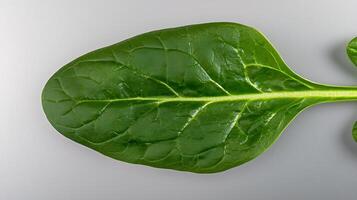 Close-up of a vibrant green spinach leaf showcasing its intricate vein structure and texture photo