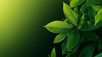 Close-up of vibrant green leaves with soft lighting, showcasing nature's beauty and tranquility photo