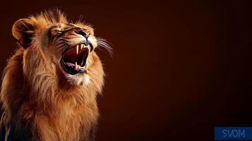 Majestic lion roaring with fierce expression against a warm, dark background, showcasing its power photo