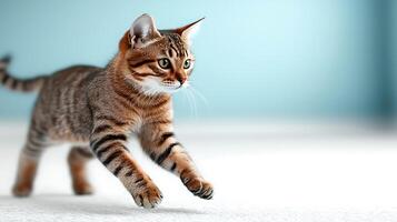 Playful tabby cat running across a soft white carpet in a bright, serene room photo