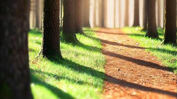 Serene forest path lined with tall trees, sunlight filtering through leaves, inviting tranquility photo