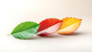 Three leaves transitioning from green to red to orange against a neutral background, symbolizing seasonal change photo