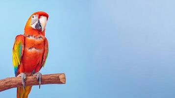Vibrant macaw perched on a branch against a soft blue background, showcasing its colorful feathers photo