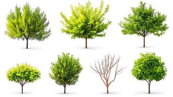 Various types of trees showcasing vibrant green foliage and a barren tree against a white background photo