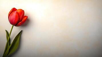 Vibrant red tulip resting against a soft, muted background, evoking a sense of calm and beauty photo